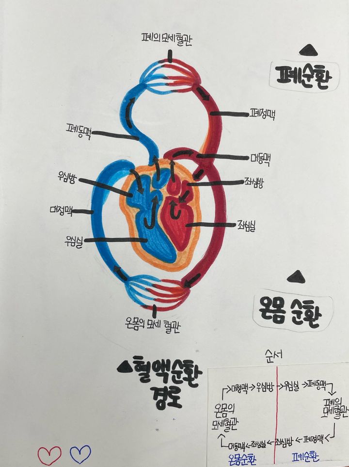혈액순환 정리 — 교과 개념을 한 장의 그림으로